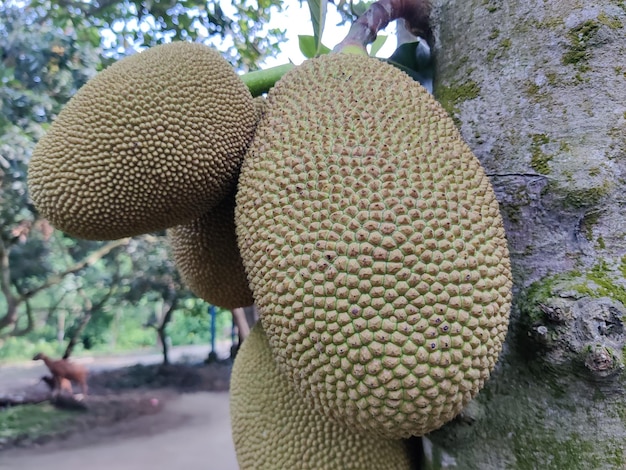 Eine Jackfrucht auf einem Baum mit dem Wort Jackfrucht darauf