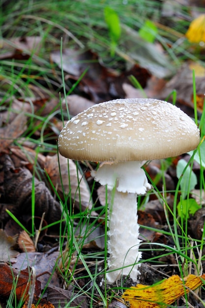 Eine junge Amanita Pantherina, auch Pantherkappe oder falsches Rouge genannt, in der natürlichen Umgebung eines Waldes