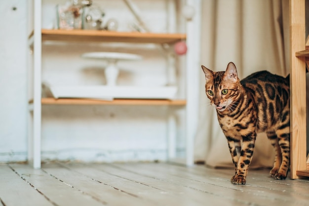 Eine junge Bengalkatze läuft durch den Raum