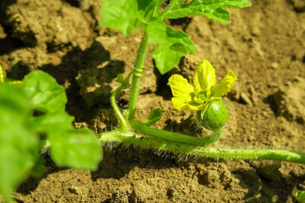 Eine junge blühende Wassermelone wächst und reift in einer Wassermelonenfarm. Anbau von Wassermelonen