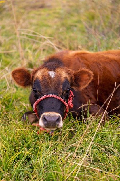 Eine junge braune Kuh, die auf dem Gras sitzt