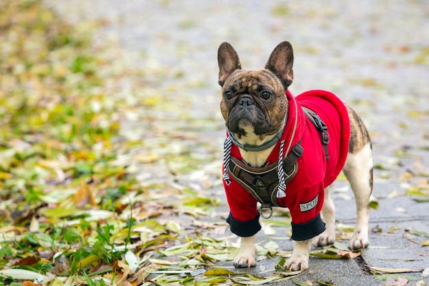 Eine junge Französische Bulldogge in einer roten Jacke geht im Park spazieren...