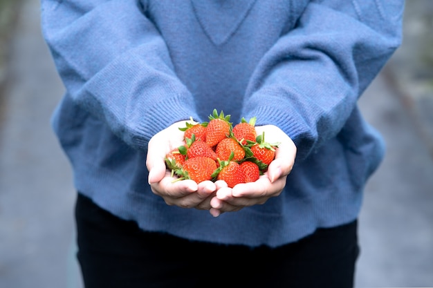 Eine junge Frau im blauen Pullover nimmt auf und hält frische saisonale Erdbeeren in den Händen, die auf dem Garten isoliert sind, nah oben