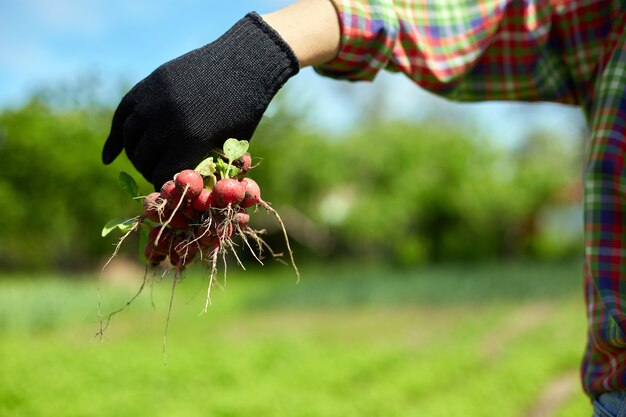 Eine junge Frau in einem Hemd hält einen Haufen frischer roter Radieschen in den Händen, erntet Radieschen aus einem Gemüsebeet und arbeitet auf der Farm.