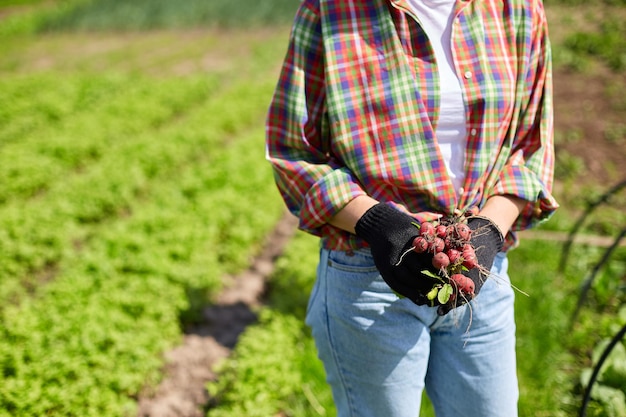 Eine junge Frau in einem Hemd hält einen Haufen frischer roter Radieschen in ihren Händen, erntet Radieschen aus einem Gemüsebeet und arbeitet auf dem Bauernhof.