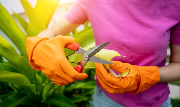 Eine junge Frau kümmert sich um den Garten, wässert, düngt und schneidet Pflanzen