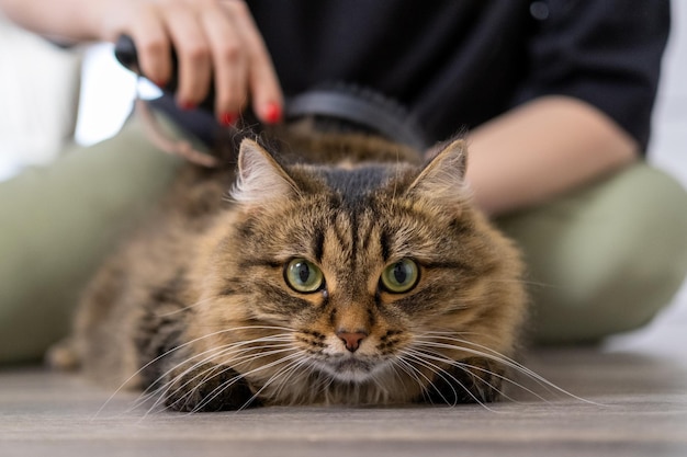 Eine junge Frau leckt ihre schöne junge Katze Eine große Menge Katzenhaar Horizontales Foto.