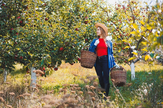 Eine junge Frau mit Hut arbeitet im Garten und sammelt reife rote Äpfel Herbsternte von Äpfeln im Garten