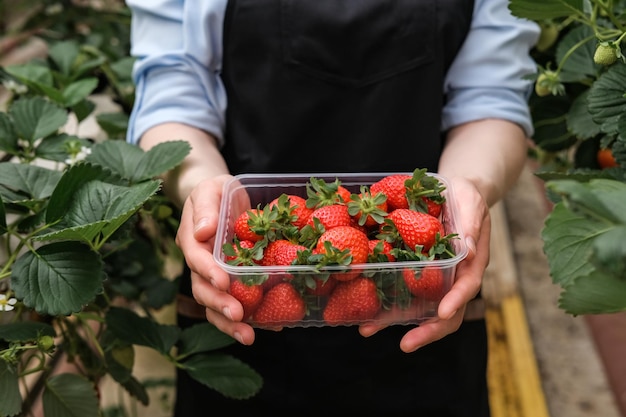 Eine junge Gärtnerin pflückt Erdbeeren in einem großen professionellen Gewächshaus Erdbeerfarm