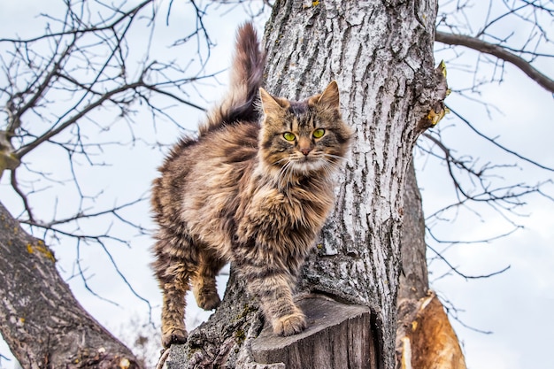 Eine junge gestreifte Katze, die einen Baum klettert