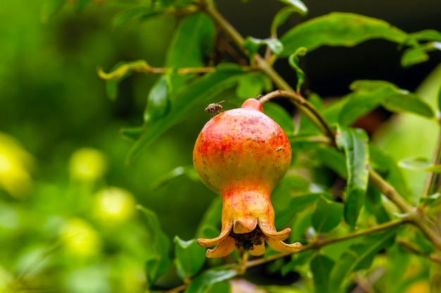 Eine junge Granatapfelfrucht auf einem Ast mit einer Fliege, die darauf hockt