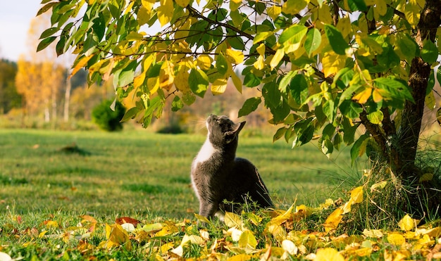 Eine junge grau-weiße Katze blickt unter einem Baum zwischen den Blättern auf