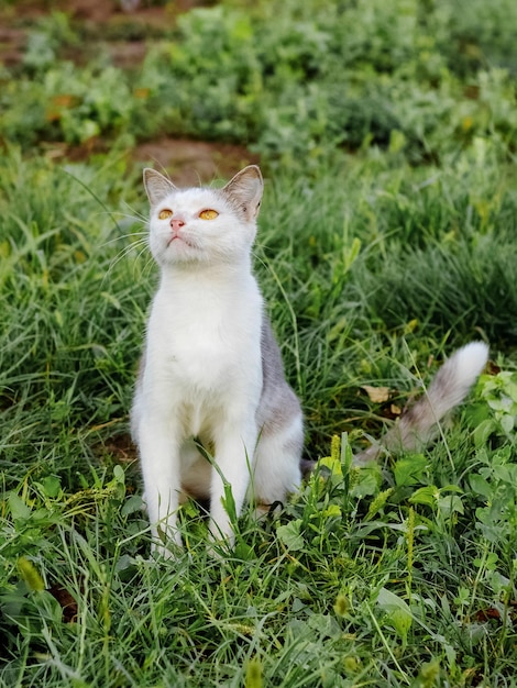 Eine junge Katze mit weißem und grauem Fell sitzt im Garten auf dem Gras und schaut nach oben