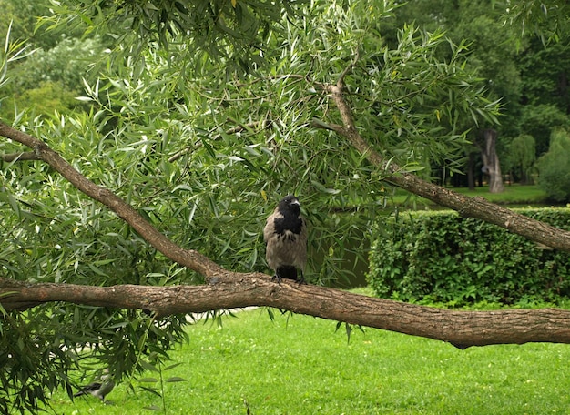 Eine junge Krähe auf einem Weidenzweig im Park