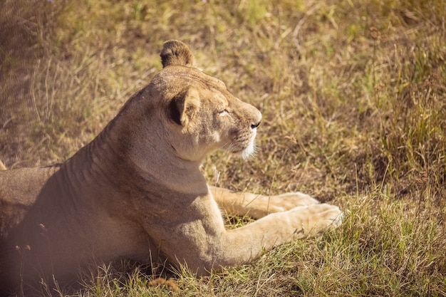 Eine junge Löwin sitzt. Eine schöne Löwin sonnt sich in der Sonne.