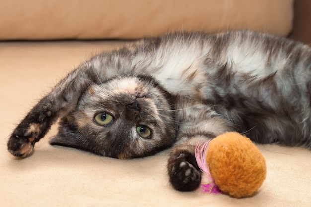 Eine junge lustige dreifarbige Katze liegt auf dem Sofa, spielt mit einem Spielzeug und schaut direkt in die Kamera