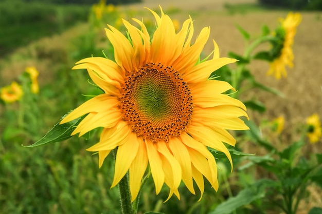 Eine junge reifende Sonnenblume wächst auf einem Feld. Sonnenblumenanbaukonzept