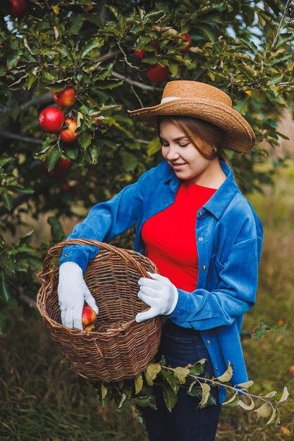 Eine junge schlanke Frau mit Hut ist eine Arbeiterin im Garten, die sie rote Äpfel in einem Weidenkorb betrachtet Äpfel im Herbst ernten