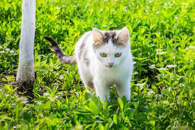 Eine junge weiße Katze geht durch das grüne Gras im Garten