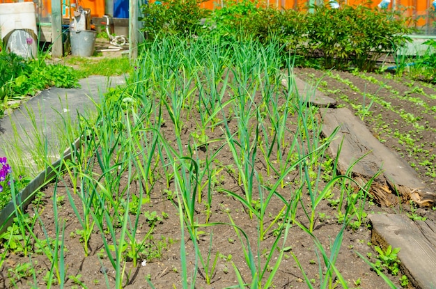 Eine junge Zwiebel in einem Garten aus den Grund.