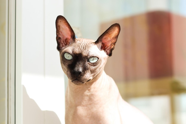 Eine kahle Katze der Rasse Canadian Sphynx sitzt auf dem Boden in der Sonne