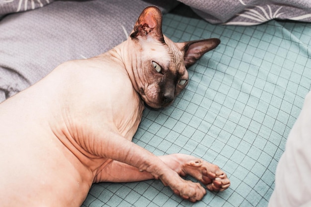 Eine kahlköpfige Katze der kanadischen Sphynx-Rasse mit Fettleibigkeit