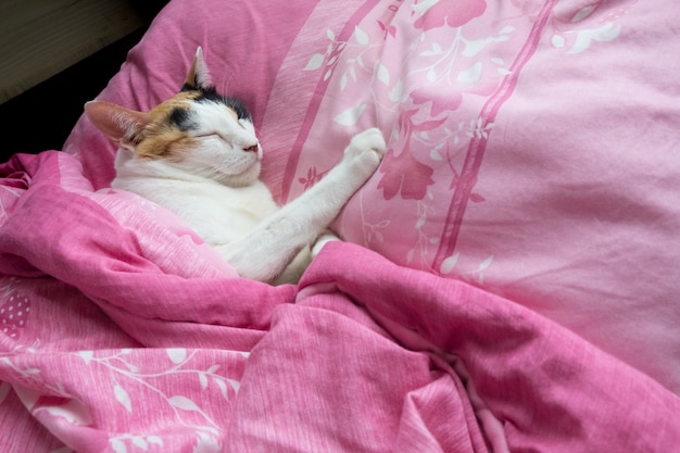 Foto eine kalikokatze bedeckte die decke und schlief bequem auf dem bett.