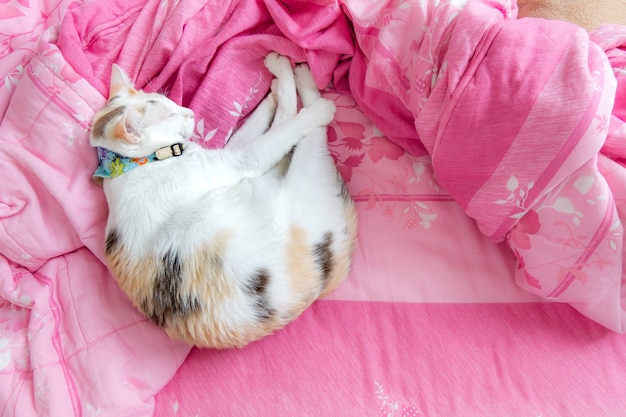Foto eine kalikokatze, die auf einer rosa matratze schläft