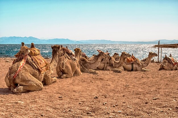 Foto eine kamelkarawane ruht in der wüste vor dem hintergrund des roten meeres und hoher berge
