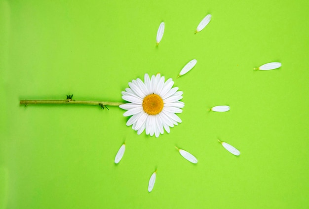 Eine Kamillenblüte liegt zusammen mit dem Stiel horizontal auf einem farbigen grünen Hintergrund. Um den Kopf der Kamille herum liegen kreisförmig weiße Blütenblätter.