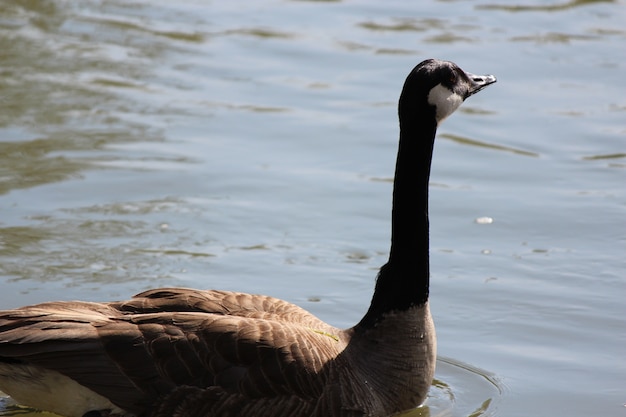 Eine kanadische Gans Schwimmen