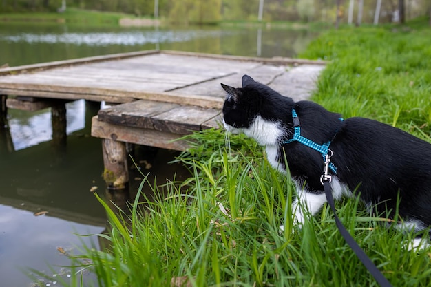 Eine Katze an der Leine blickt auf einen Teich