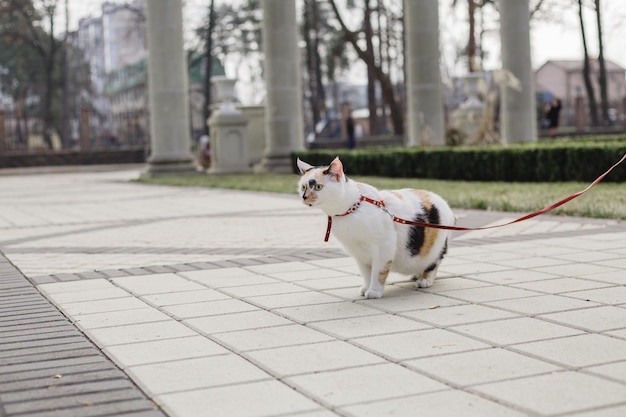 Eine Katze an der Leine