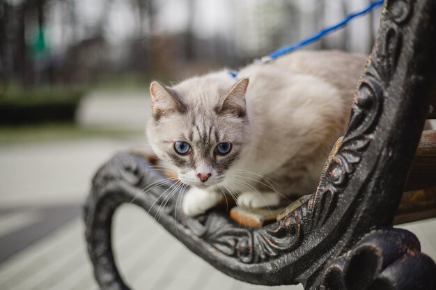 Eine Katze an einer blauen Leine ist auf einer Bank