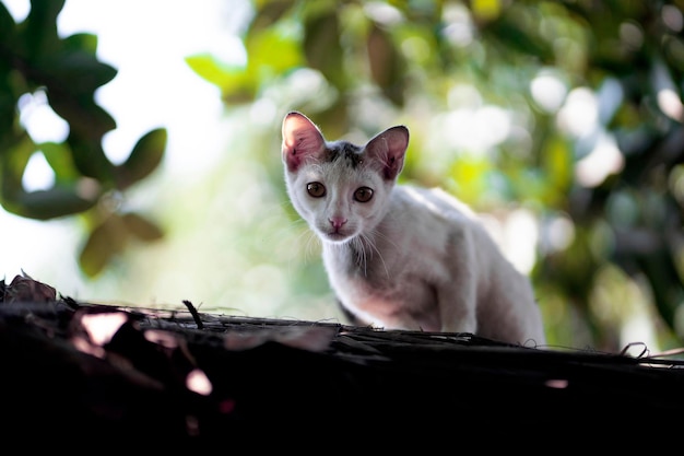 Eine Katze auf einem Dach in Indien