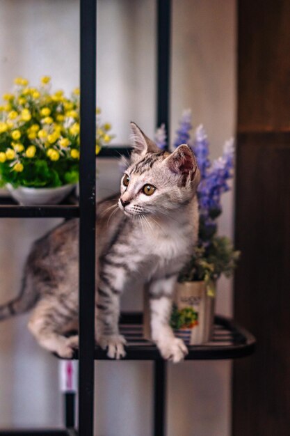 Eine Katze auf einem Regal mit Blumen und einer Topfpflanze