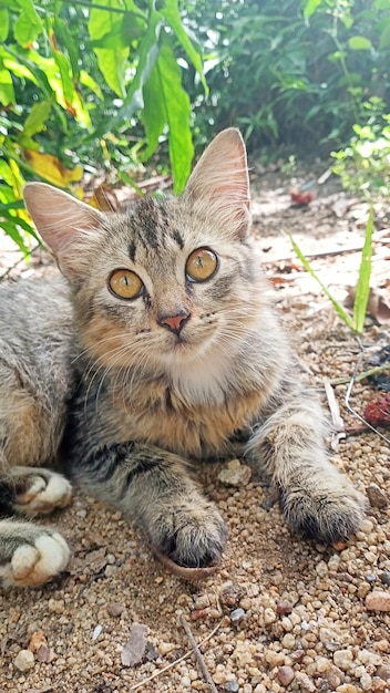 Eine Katze, die auf dem Boden liegt