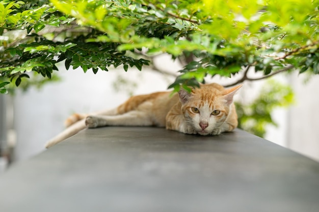 Eine Katze, die auf einem Felsvorsprung mit grünen Blättern liegt.