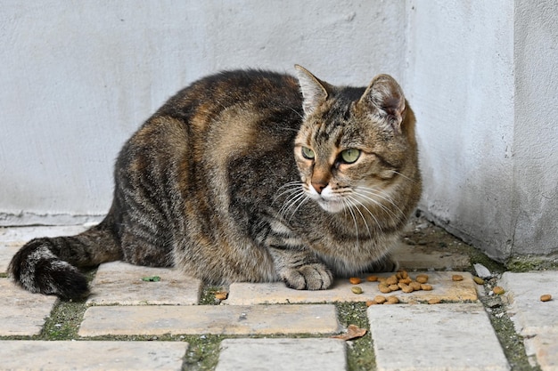 Eine Katze, die im Kiewer Höhlenkloster in der Stadt Kiew lebt