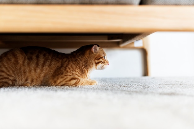 Eine Katze, die sich unter der Couch versteckt