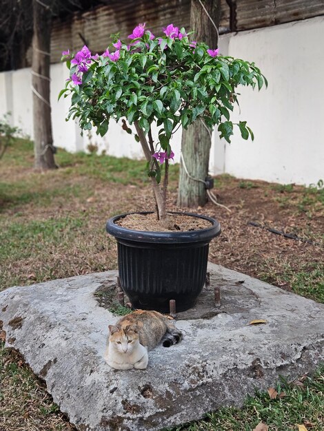 Foto eine katze entspannt sich in der nähe einer pflanze