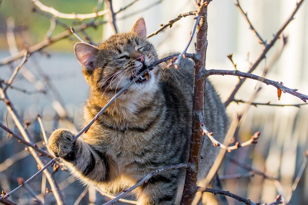 Eine Katze im Garten auf einem Baum nagt bei sonnigem Wetter an einem Ast