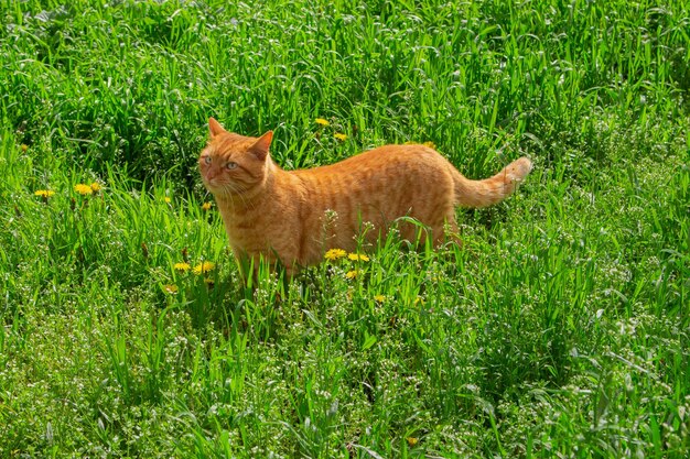 Eine Katze in einem Blumenfeld