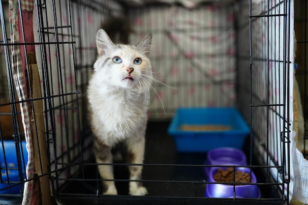 Eine Katze in einem Käfig mit Futter darin