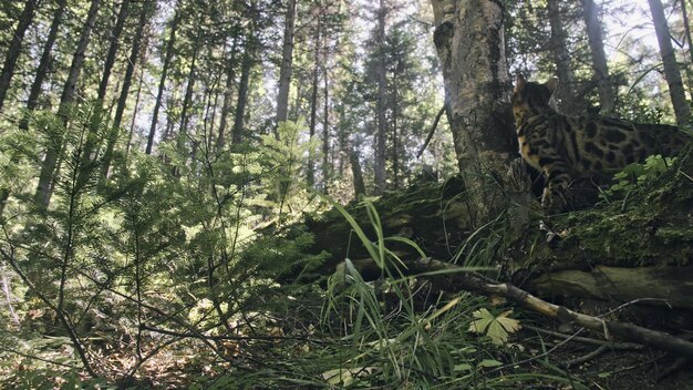 Eine Katze in einem Stadtpark Bengalische Wildkatze geht auf dem Wald im Kragen Asiatische Jungle Cat oder Swamp oder Reed Domestizierte Leopardenkatze