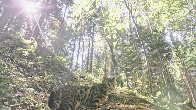 Eine Katze in einem Stadtpark Bengalische Wildkatze geht im Kragen auf den Wald Asiatische Dschungelkatze oder Sumpf oder Reed Domestizierte Leopardenkatze, die sich beim Jagen und Spielen im Gras versteckt Hauskatze in der Natur im Freien