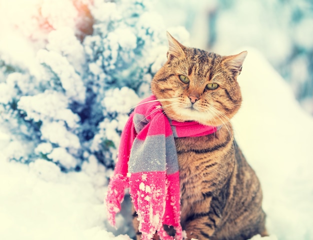 Eine Katze in einem Strickschal sieht im Schnee neben dem Weihnachtsbaum