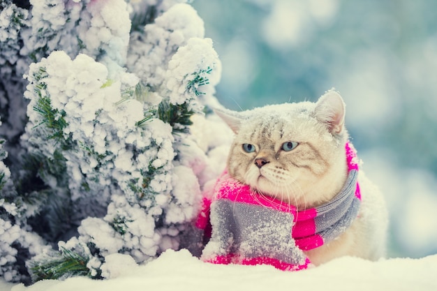 Eine Katze in einem Strickschal sitzt im Winter im Schnee neben dem Weihnachtsbaum