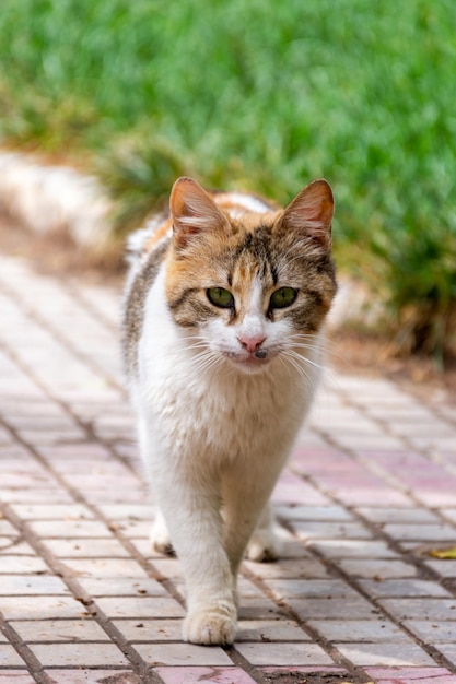 Eine Katze läuft auf einem Bürgersteig