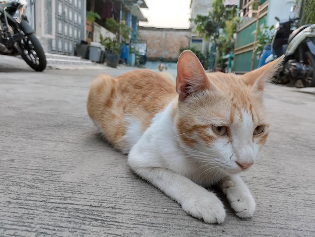 Eine Katze liegt auf dem Boden, im Hintergrund ein Gebäude